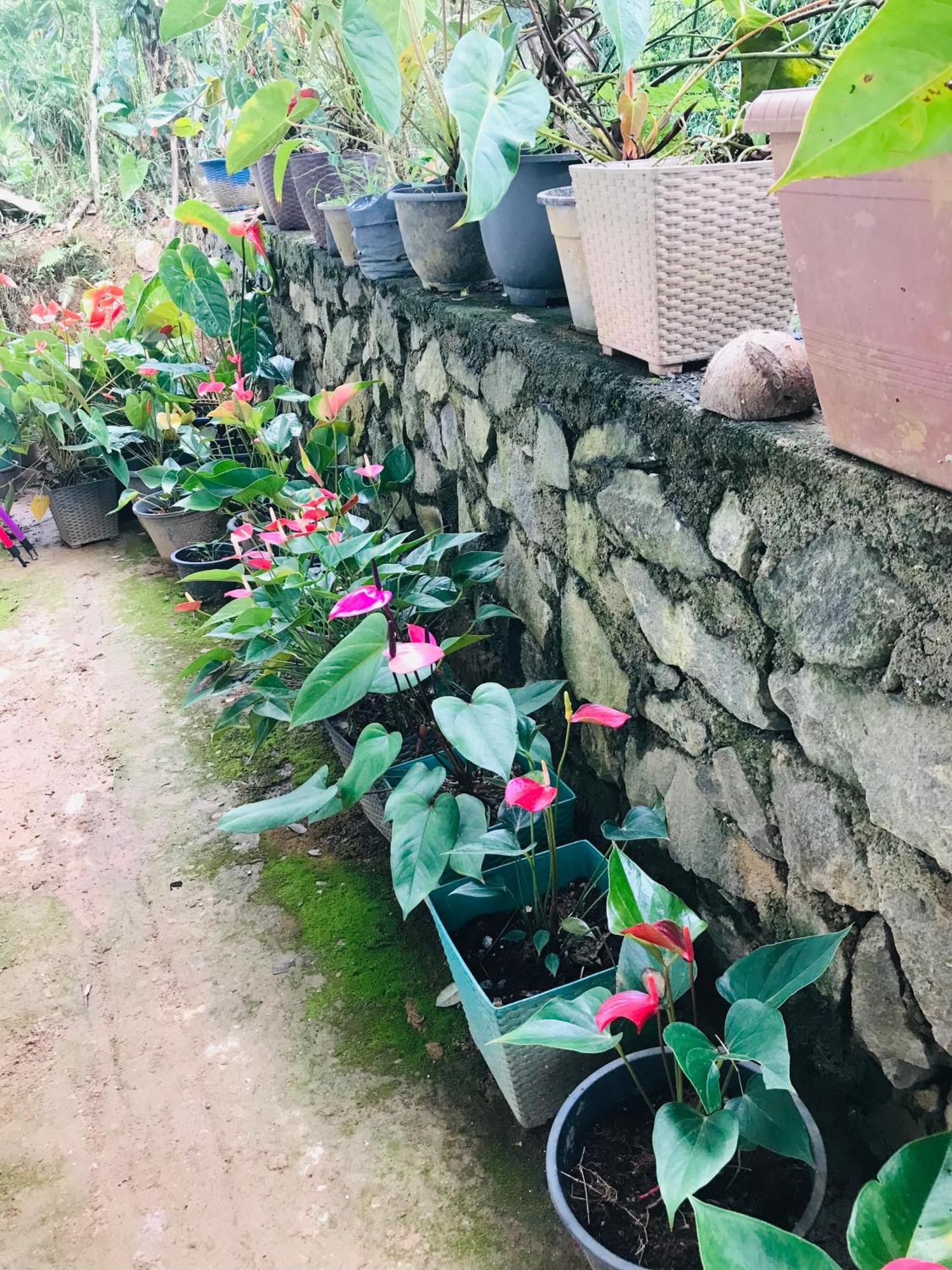 Cinnamon Homestay Ella Εξωτερικό φωτογραφία