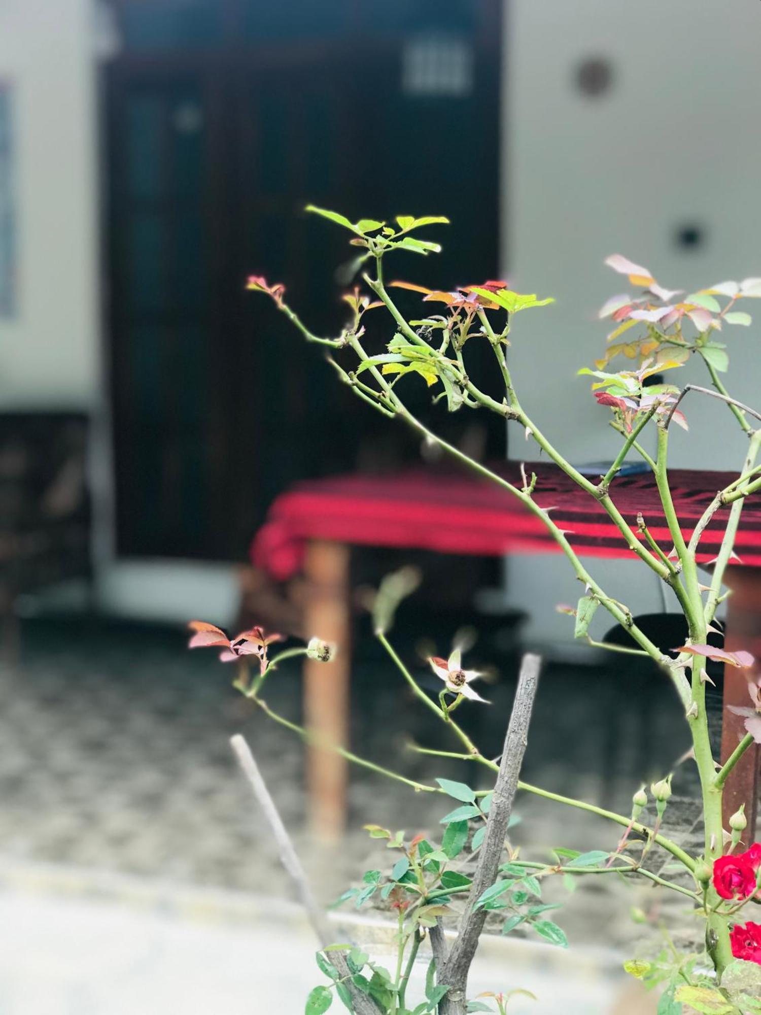 Cinnamon Homestay Ella Εξωτερικό φωτογραφία