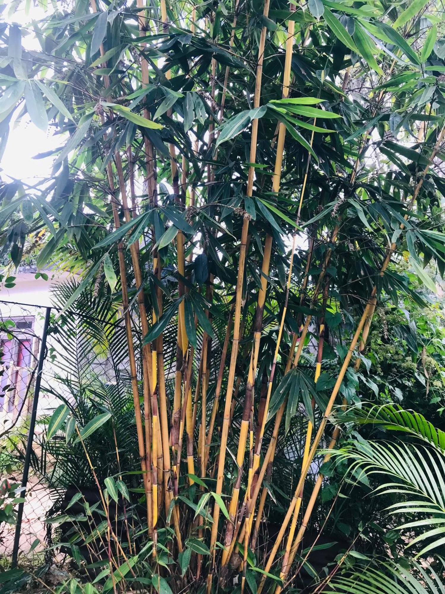 Cinnamon Homestay Ella Εξωτερικό φωτογραφία