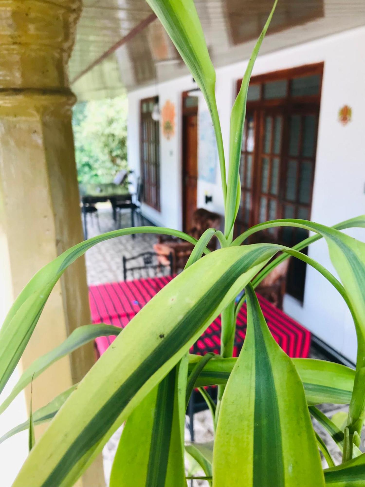 Cinnamon Homestay Ella Εξωτερικό φωτογραφία